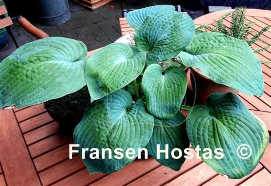 Hosta Benedict's Blue